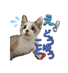U家の白黒にゃんこたち（個別スタンプ：1）