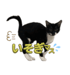 U家の白黒にゃんこたち（個別スタンプ：2）