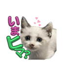 U家の白黒にゃんこたち（個別スタンプ：5）