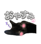 U家の白黒にゃんこたち（個別スタンプ：6）