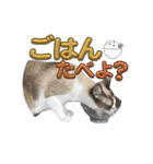 U家の白黒にゃんこたち（個別スタンプ：7）