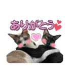 U家の白黒にゃんこたち（個別スタンプ：8）