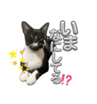 U家の白黒にゃんこたち（個別スタンプ：10）
