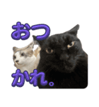 U家の白黒にゃんこたち（個別スタンプ：11）