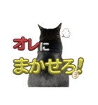 U家の白黒にゃんこたち（個別スタンプ：14）