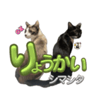 U家の白黒にゃんこたち（個別スタンプ：15）