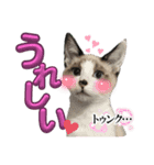 U家の白黒にゃんこたち（個別スタンプ：16）
