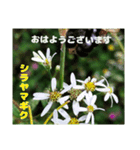 秋の佐川町の山野草たち（個別スタンプ：7）