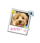 画面に映るわんこ（個別スタンプ：1）