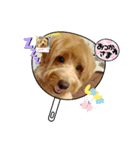 画面に映るわんこ（個別スタンプ：2）