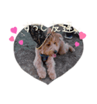 画面に映るわんこ（個別スタンプ：6）