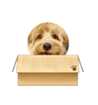 画面に映るわんこ（個別スタンプ：7）