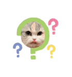 ぽむにゃん！（個別スタンプ：7）