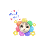 ぽむにゃん！（個別スタンプ：8）