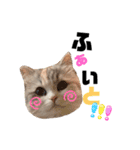 ぽむにゃん！（個別スタンプ：10）
