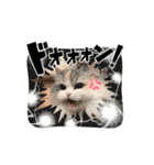 ぽむにゃん！（個別スタンプ：12）