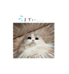 ぽむにゃん！（個別スタンプ：14）