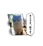 ぽむにゃん！（個別スタンプ：15）