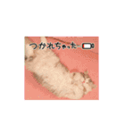 ぽむにゃん！（個別スタンプ：19）