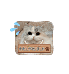 ぽむにゃん！（個別スタンプ：21）