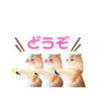 ぽむにゃん！（個別スタンプ：23）