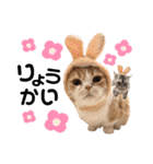 うちの子まみれ（猫）（個別スタンプ：11）