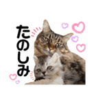 うちの子まみれ（猫）（個別スタンプ：14）
