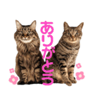 うちの子まみれ（猫）（個別スタンプ：27）