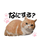 うちの子まみれ（猫）（個別スタンプ：28）
