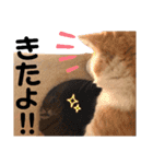 うちの子まみれ（猫）（個別スタンプ：32）