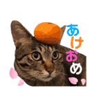 うちの子まみれ（猫）（個別スタンプ：38）