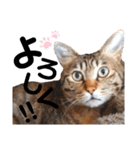 うちの子まみれ（猫）（個別スタンプ：39）