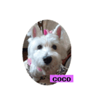 季節のcoco ＆胡音（個別スタンプ：12）