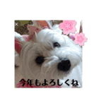 季節のcoco ＆胡音（個別スタンプ：13）