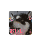 動く黒柴てつ（個別スタンプ：3）