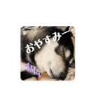 動く黒柴てつ（個別スタンプ：6）