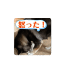 動く黒柴てつ（個別スタンプ：9）