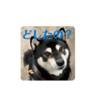 動く黒柴てつ（個別スタンプ：11）