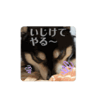 動く黒柴てつ（個別スタンプ：12）