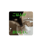 動く黒柴てつ（個別スタンプ：13）