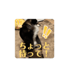 動く黒柴てつ（個別スタンプ：14）