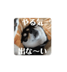 動く黒柴てつ（個別スタンプ：15）