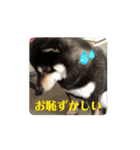 動く黒柴てつ（個別スタンプ：16）