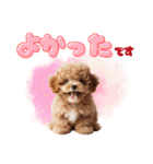 かわいい子犬！トイプードル（個別スタンプ：1）