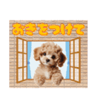 かわいい子犬！トイプードル（個別スタンプ：40）