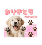 かわいい子犬！ゴールデンレトリバー（個別スタンプ：11）