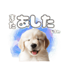 かわいい子犬！ゴールデンレトリバー（個別スタンプ：22）