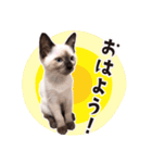 love siamese cats（個別スタンプ：1）