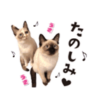 love siamese cats（個別スタンプ：5）