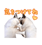 love siamese cats（個別スタンプ：9）